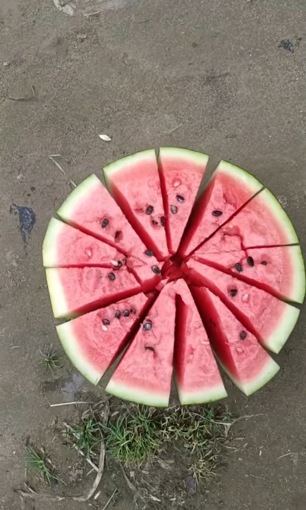 西安市 户县  精品甜王🍉