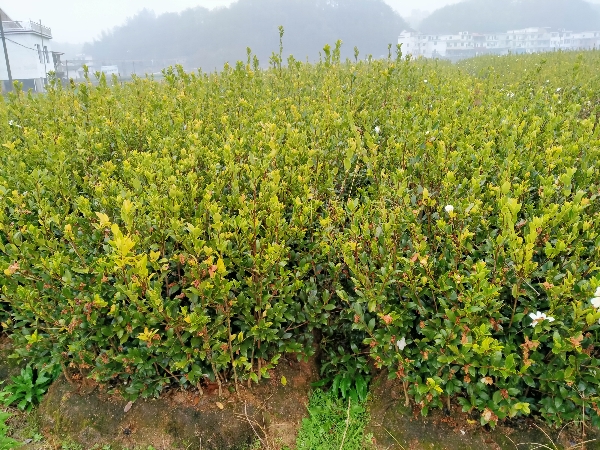 种养殖基地长期供应优质油茶苗，果树苗，绿化树等