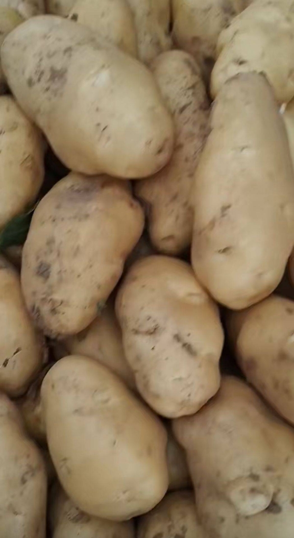 荷兰15 山东土豆，荷兰十五土豆大量现货供应