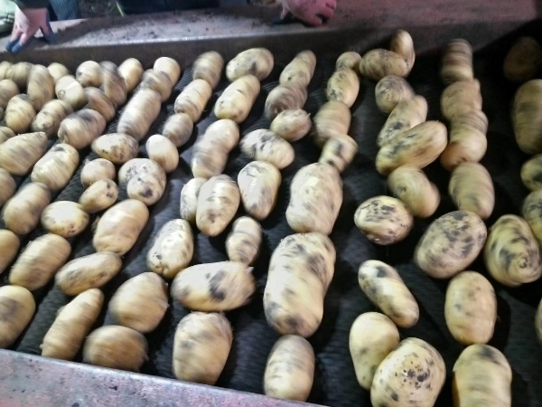 大量出售内蒙黄心土豆，品种齐全