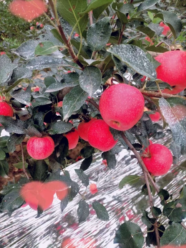 常年供应各种水果，洛川苹果为主