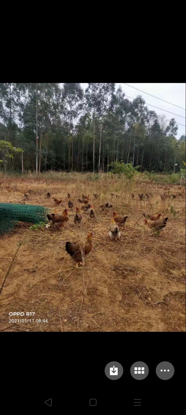 清远麻鸡130天