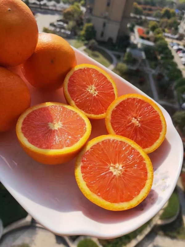 湖北宜昌秭归脐橙大量出售，果大皮薄欢迎选购！