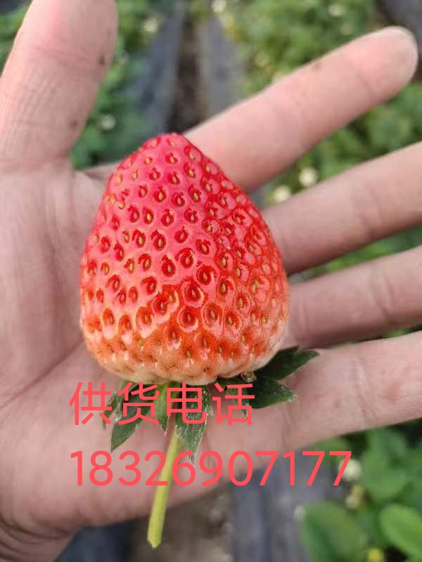 蚌埠市固镇县徐郢村 草莓红颜草莓代办全国草莓采购商