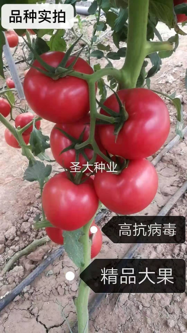 番茄苗！商品型亮粉大果早春、越夏种植品种