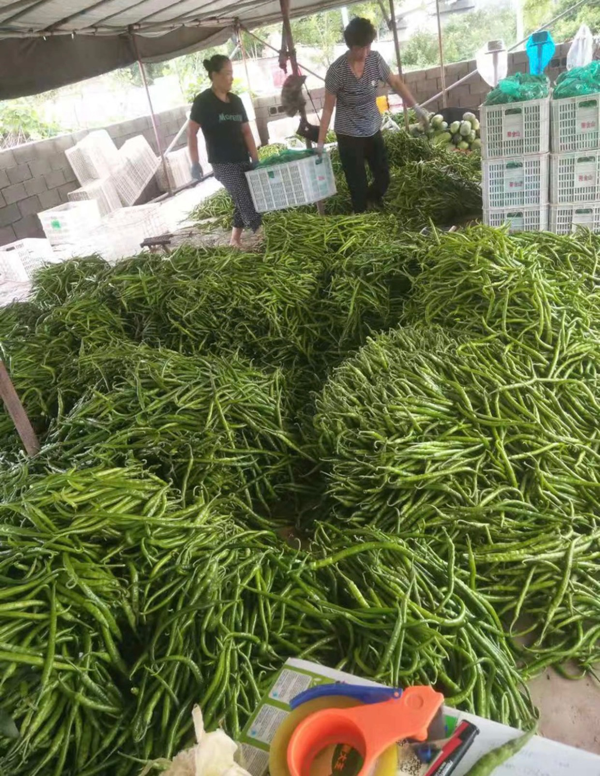 临沂莒南  精品线椒 大量供应