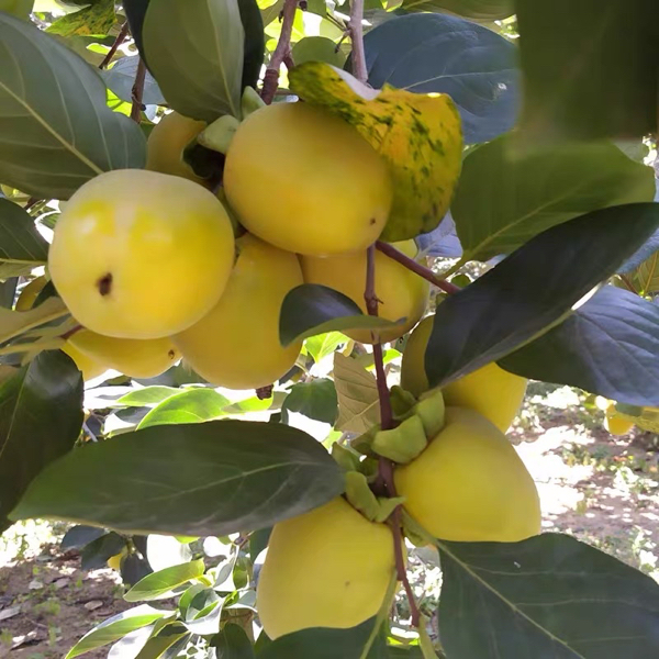 沂蒙山奶油甜心柿子脆甜柿子