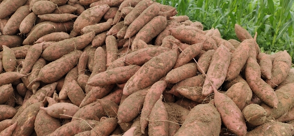 大量批发红薯18832150288