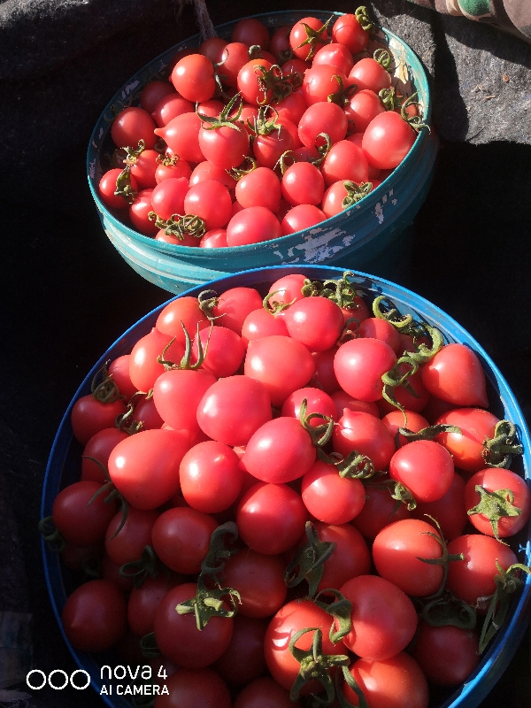 供应西红柿,疏菜