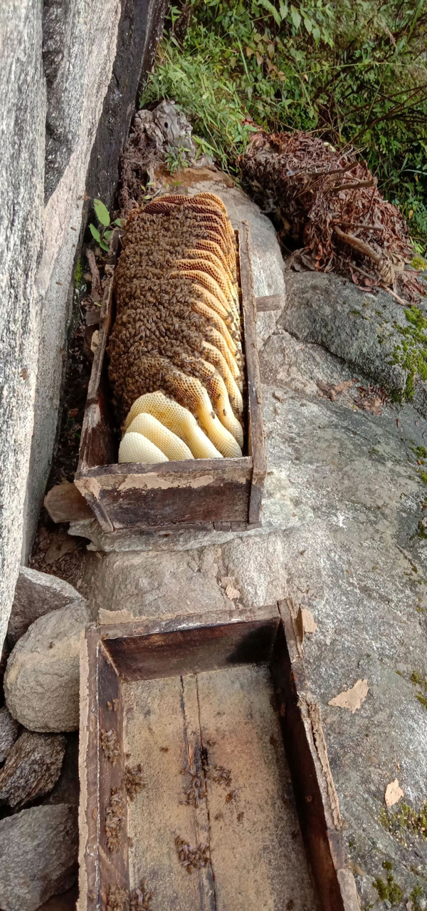 汉台区山区散养木桶土蜂蜜，一年割一次，手工压榨