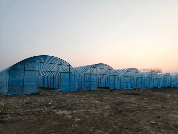 天津生产安装种植棚 草莓大棚 樱桃大棚 羊肚菌大棚