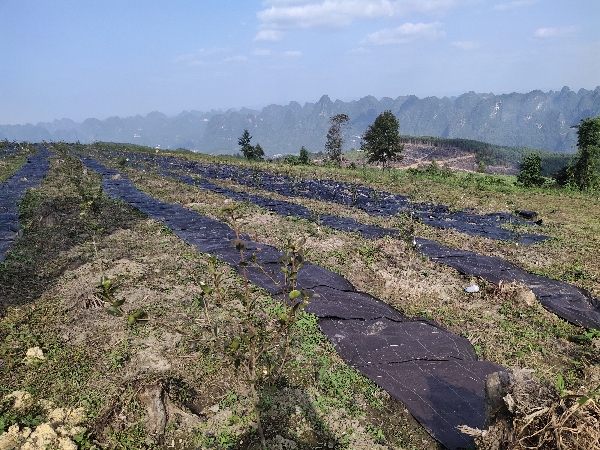 5000亩油茶基地可间种其它经济作物。招募合作商