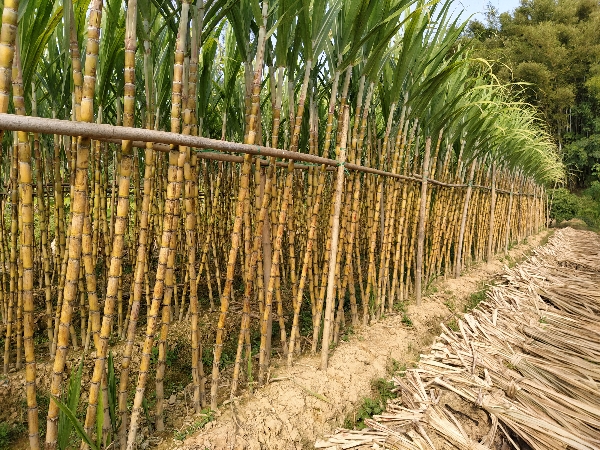 果蔗 青皮甘蔗 大量供应！自产自销！非糖蔗