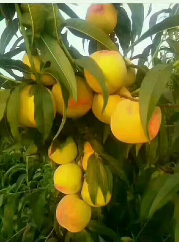 黄桃，百万亩黄桃直发产地，一手货源，诚信合作
