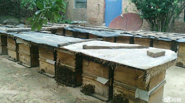 河北出售蜜蜂，卖意大利蜂，售蜂群