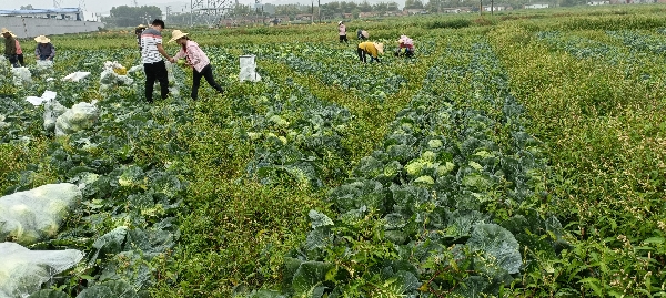 广东甘蓝