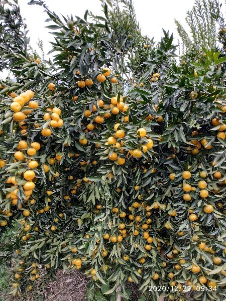 桂林灵川九屋镇17亩优质砂糖橘、默科特、二月橘转让