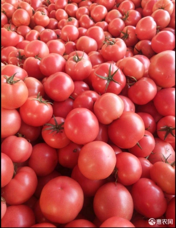 硬粉西红柿大量上市，可发超市，市场，质量保证
