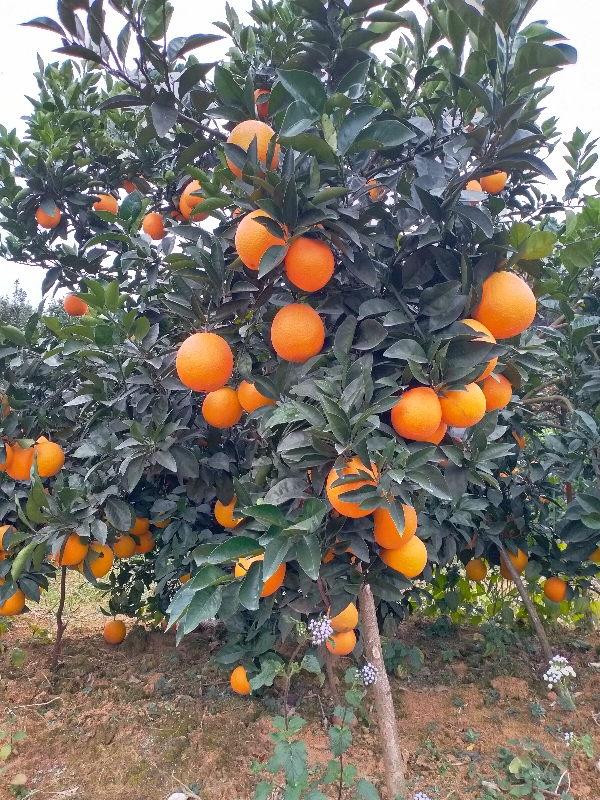 柑橘产地小杨15978033761