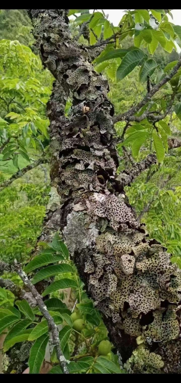 云南高海拔野生树石耳，树耳菌，花皮石耳