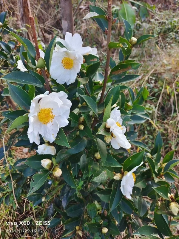 乡下白花山茶油