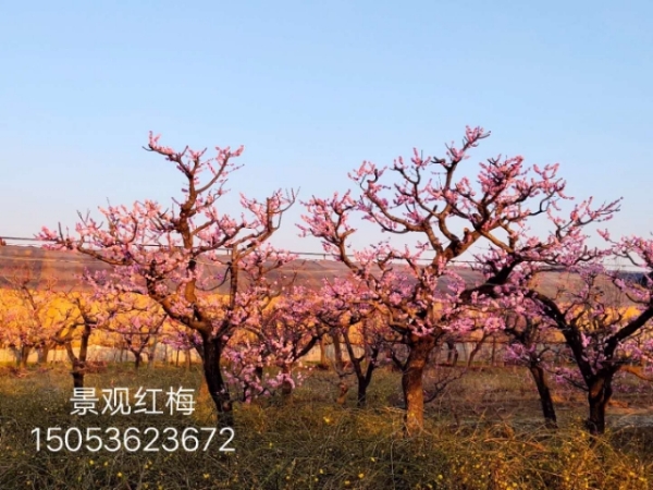 17－32地径大型精品造型景观红梅