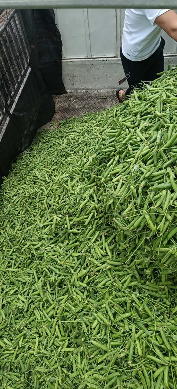 云南大理宾川，长寿人豌豆。
