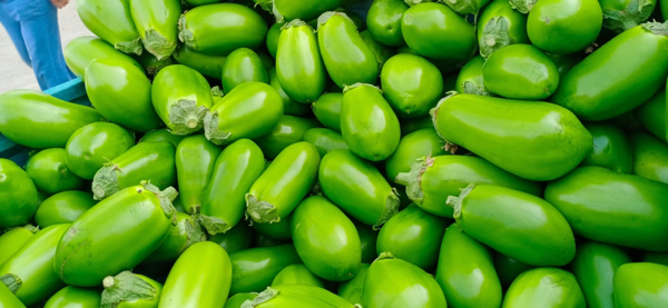 各种茄子辣椒 大量上市产地直发一手货源，质量保证