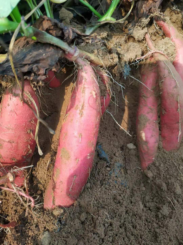 400亩湛江海边沙地红薯 西瓜红