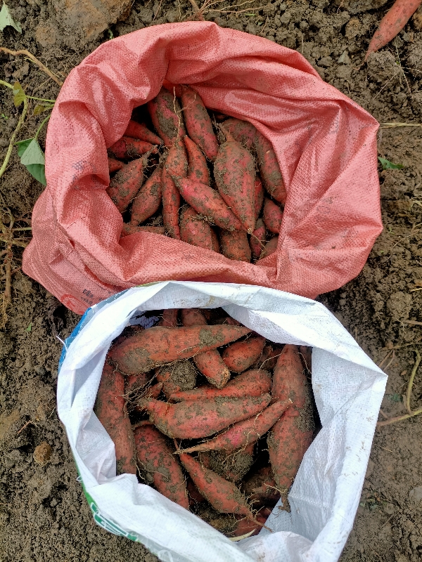 广西全州县，红薯🍠（西瓜红，紫薯）