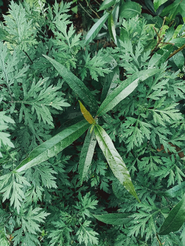 牛奶树根，百花牛奶根