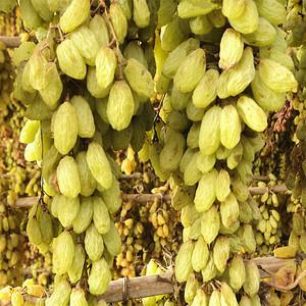 新疆吐鲁番土特产葡萄干供应