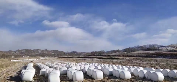 青贮饲料裹包 现货销售 多地有售