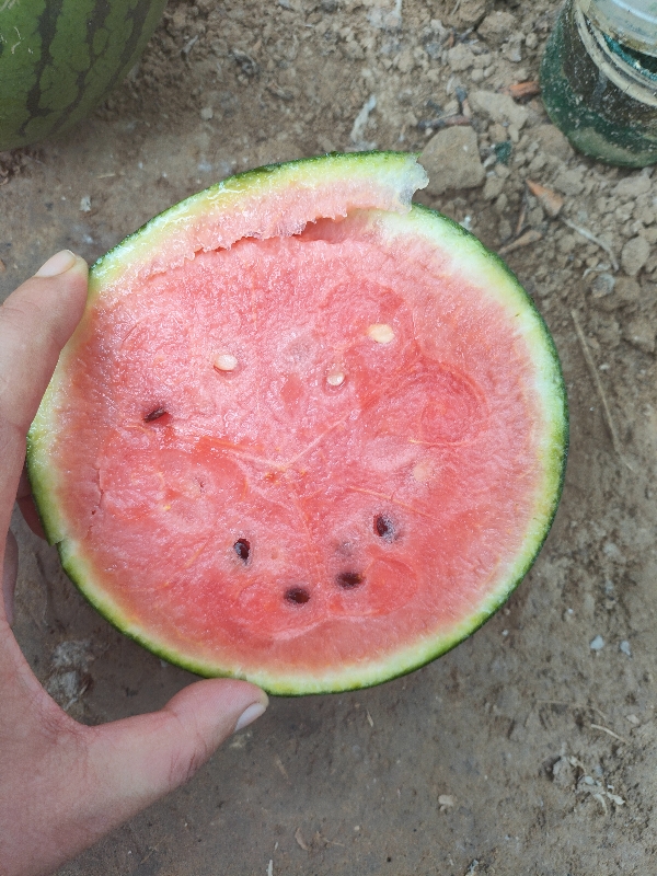 山东潍坊《2K小糖丸西瓜🍉》大量上市