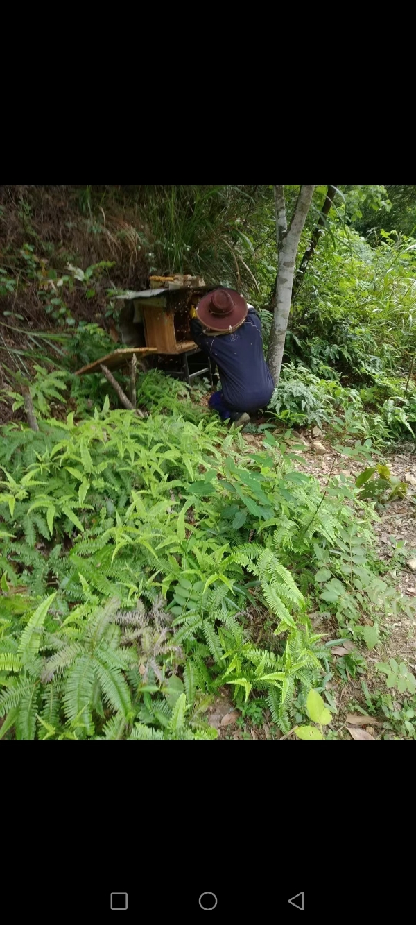 来自大山上蜂蜜，浓度高。