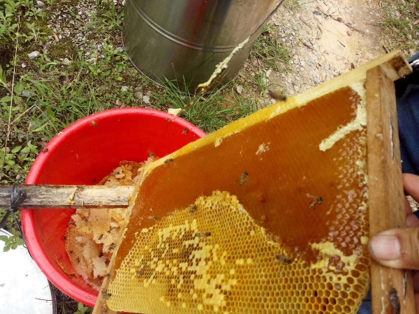 广西博白县东平镇双垌村，中蜂蜜，蜂场直销蜂蜜