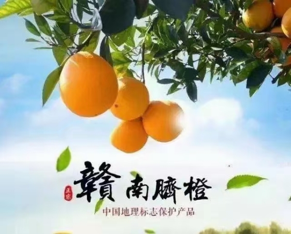 江西省赣南脐橙，批发，零售一件发货