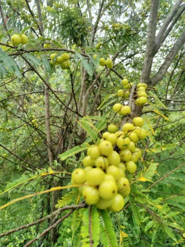 云南野生油甘果(滇橄榄)(余甘子)