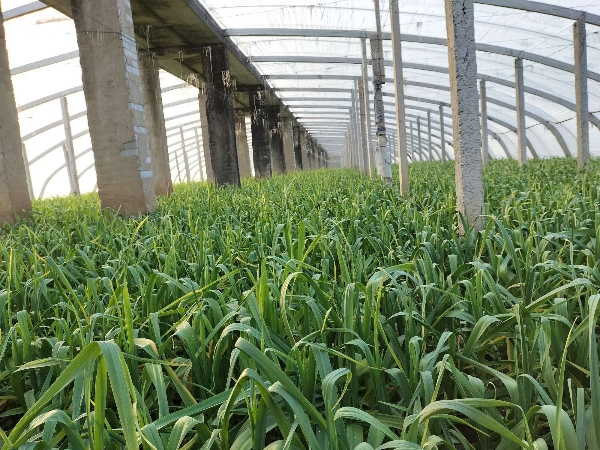 新鲜红根蒜苗大量上市  产地直发