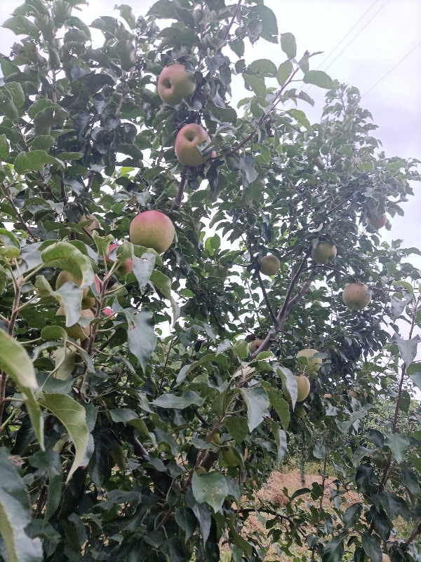 低价出售寒富苹果，因冰雹原因。