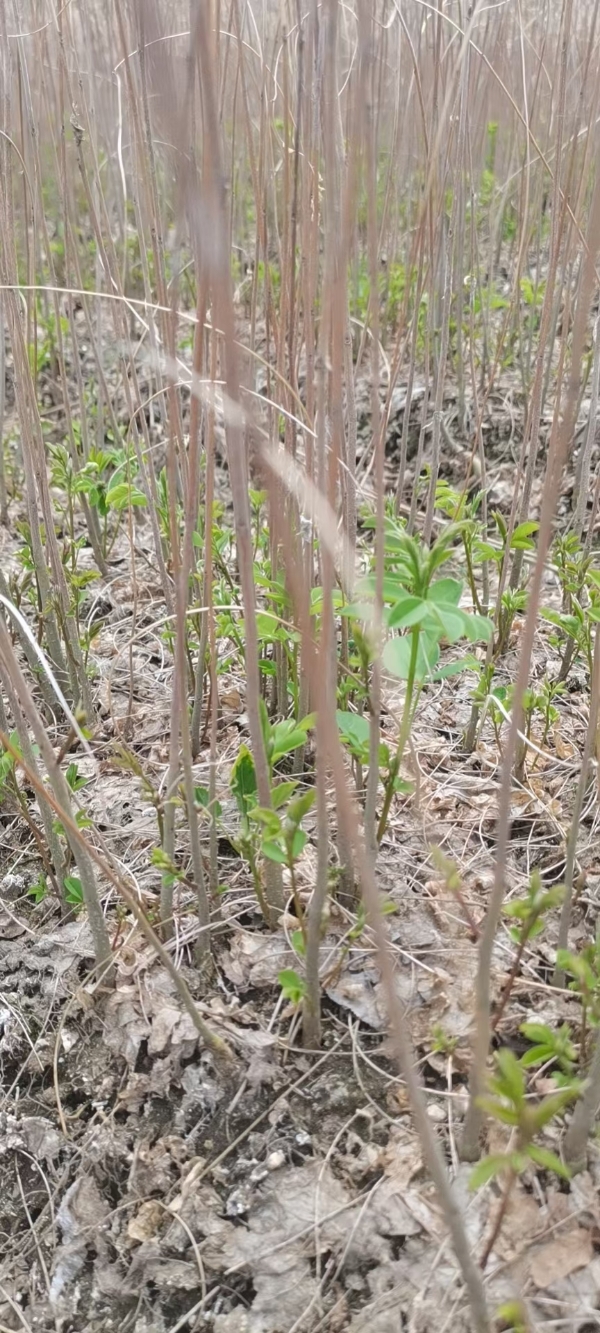 紫穗槐小苗（油条）(棉槐)