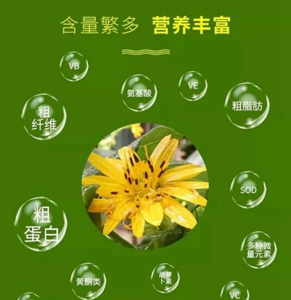 绿笙宝牌大叶蛋白菊