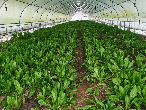 瑞禾康富硒新鲜土鸡蛋