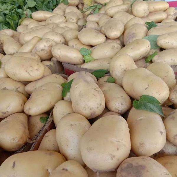 山东土豆价格土豆荷兰十五土豆产地