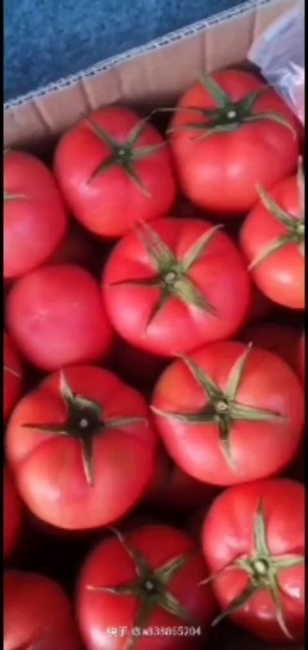 西红柿种子,上海乾德种业有限公司
