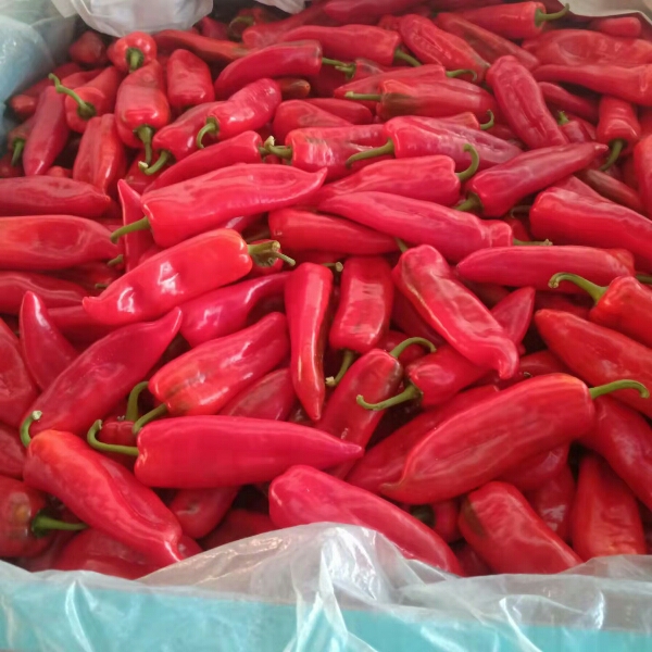 兰陵县大红椒大量上市，质优价廉。