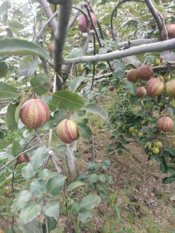 大荔县彩虹梨