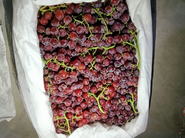 新疆玻璃翠葡萄即将大量上市，欢迎前来合作共赢