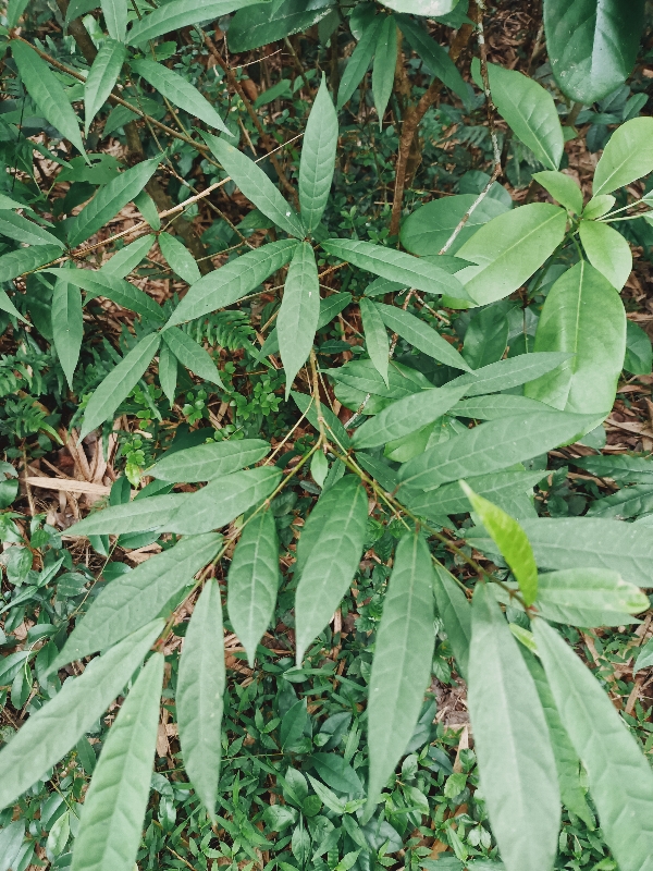 牛奶树根，百花牛奶根