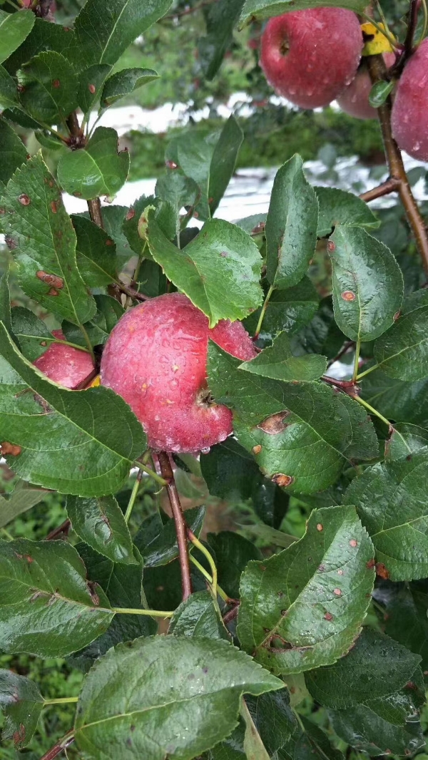 苹果批发零售